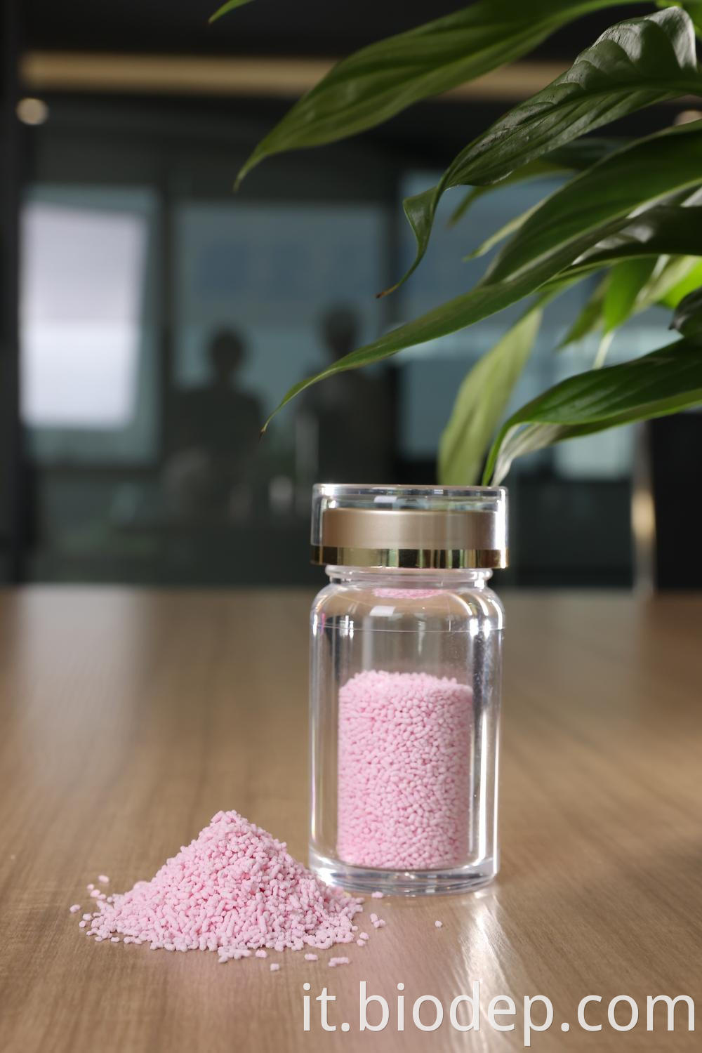 Lactobacillus Crispatus